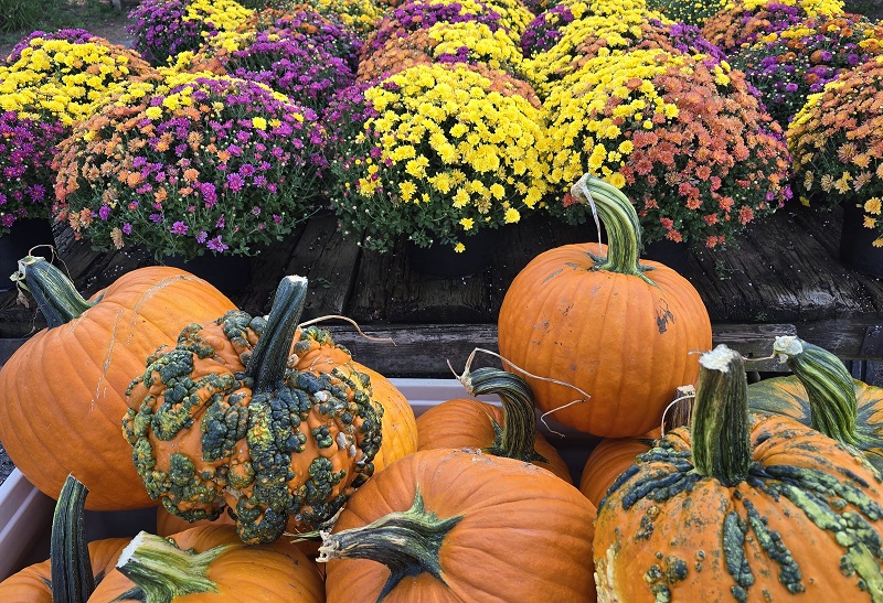 mums pumpkins